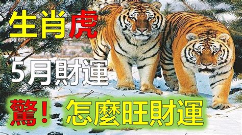 屬虎2023運勢|【2023年 虎】2023年 虎：事業、愛情、財富、健康大揭密！